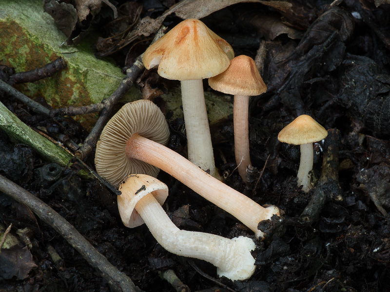 Inocybe godeyi